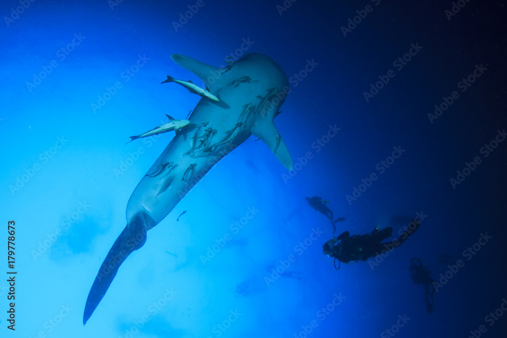 Obraz premium Whale Shark and Scuba divers