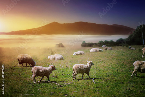 cute sheep staying enjoy nature feed up on the hill in field of green grass meadow with morning fog and mist, farming in south new zealand