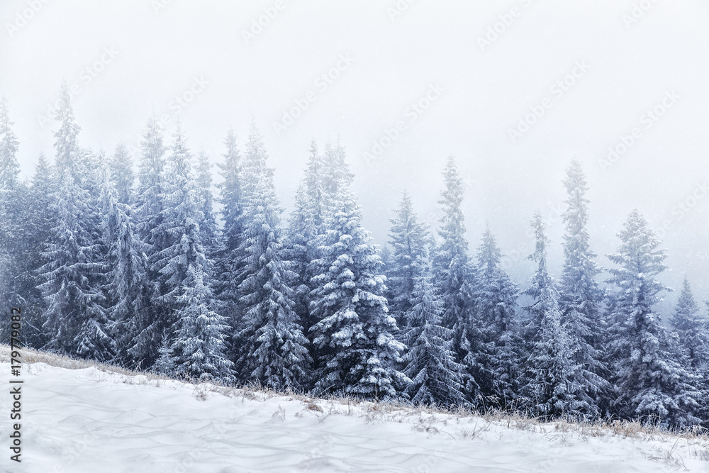 Fir trees in Carpathian mountains during snowfall, fascinating winter landscape. Fir trees in Carpathian mountains during snowfall, fascinating winter landscape.