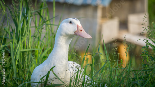 Duck in the field