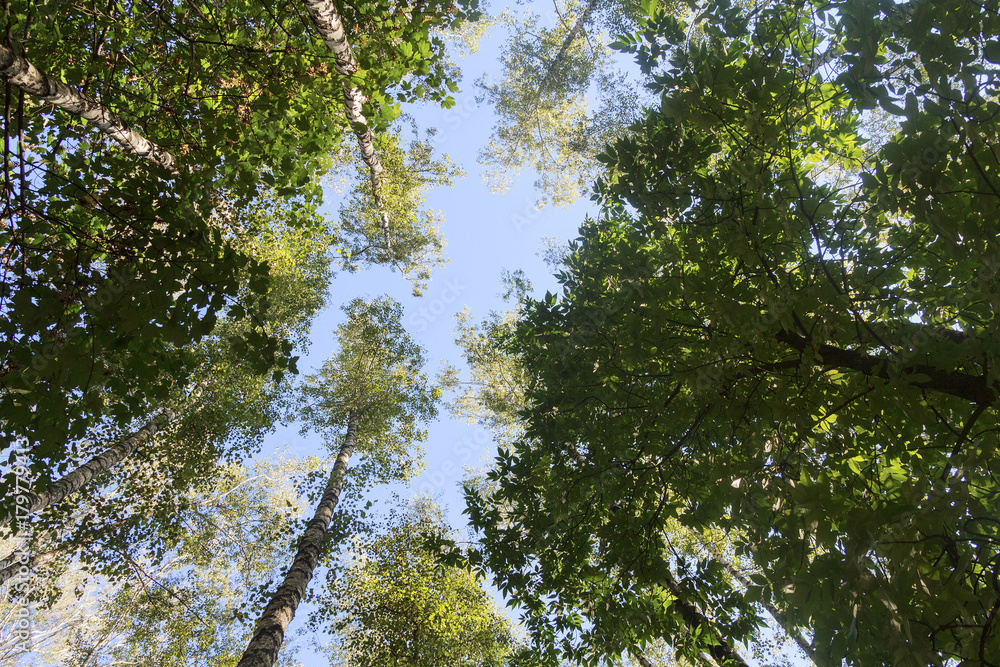Crowns of trees against the sky. Nature Crowns of trees against the sky. Nature