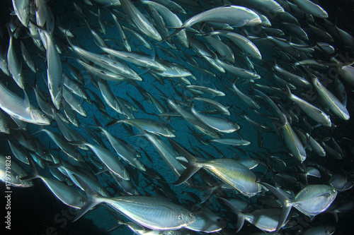 Tuna fish underwater in ocean