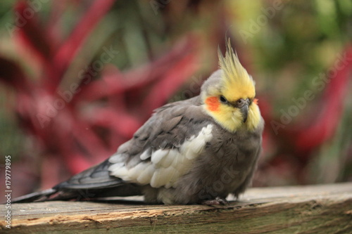 An Australian bird  the cockatiel perchedon a Boardwalk 