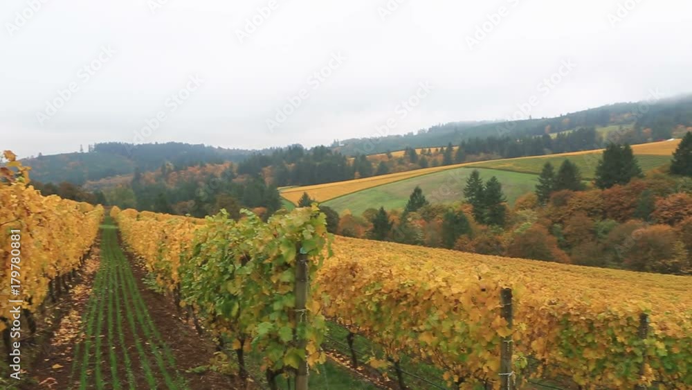 Closeup panning movie of expansive view of vineyards in Dundee Oregon USA during colorful fall season 1080p HD America Closeup panning movie of expansive view of vineyards in Dundee Oregon USA during colorful fall season 1080p HD America