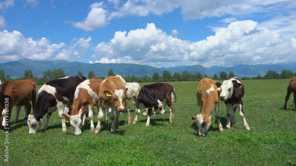 Cows grazing on green meadow in sunny day