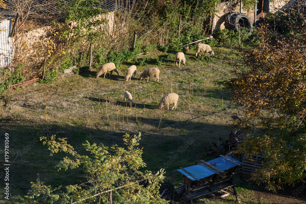 Naklejka premium herd of sheep in the house yard