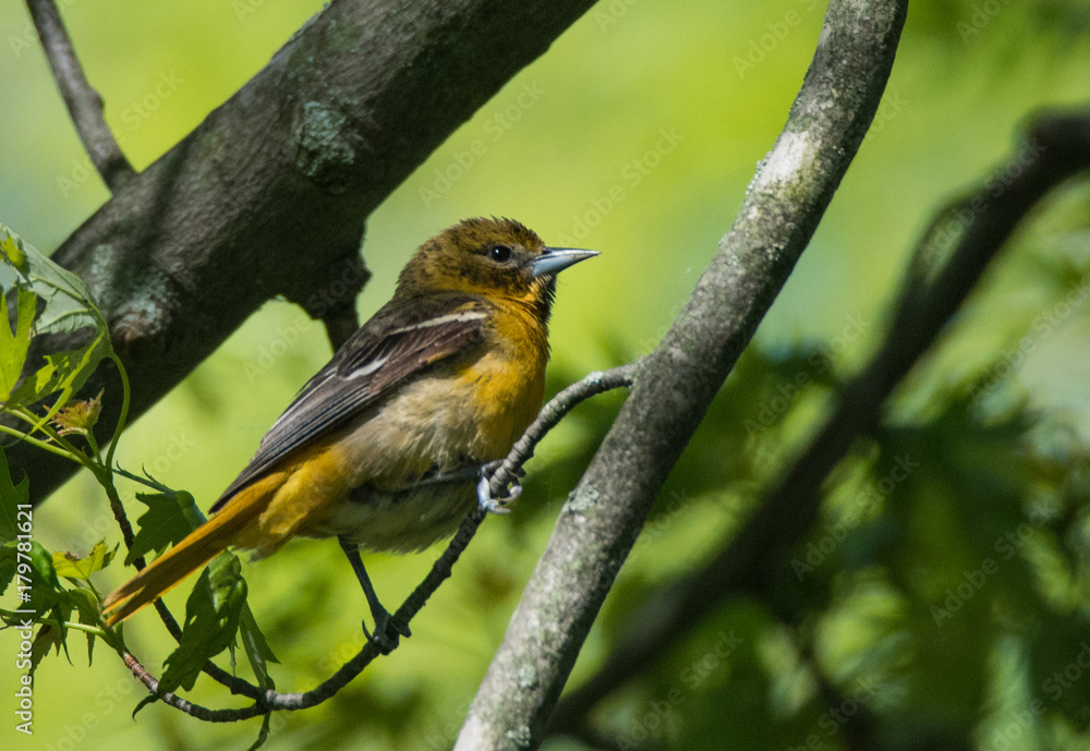 Baltimore Oriole Baltimore Oriole