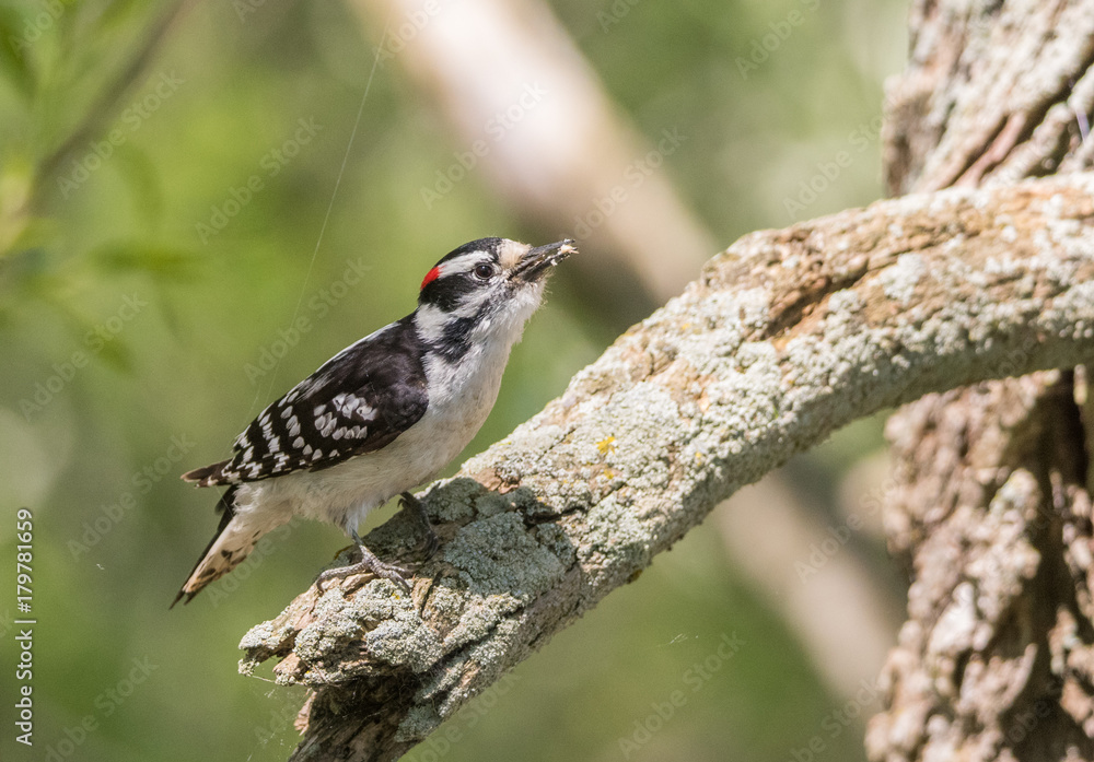 Naklejka premium Woodpecker on Tree