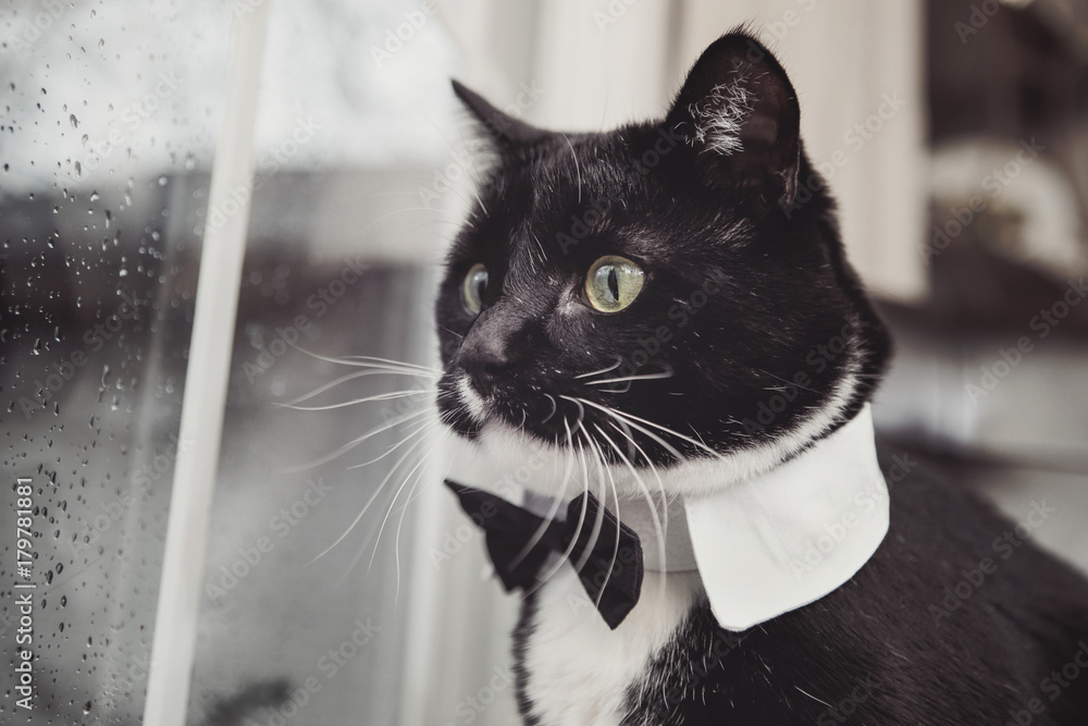 Black and White tuxedo cat wearing a bowtie looking out a window on a ...