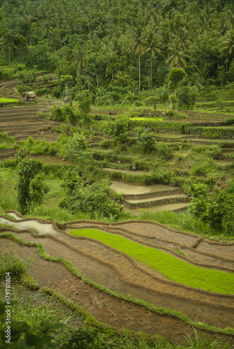 Bali Rice Terraces. In Bali rice fields can be found almost everywhere, and the Balinese people have depended on this method of agriculture for almost 2000 years. The rice fields were carved by hand.