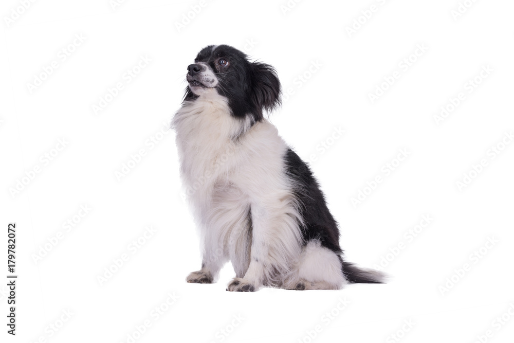 Kleiner schwarz weißer Hund sitzend vor weißem Hintergrund