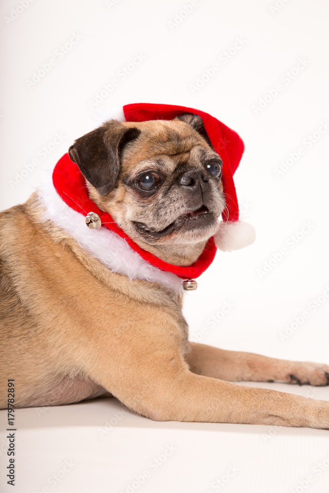 Pug in Christmas hat