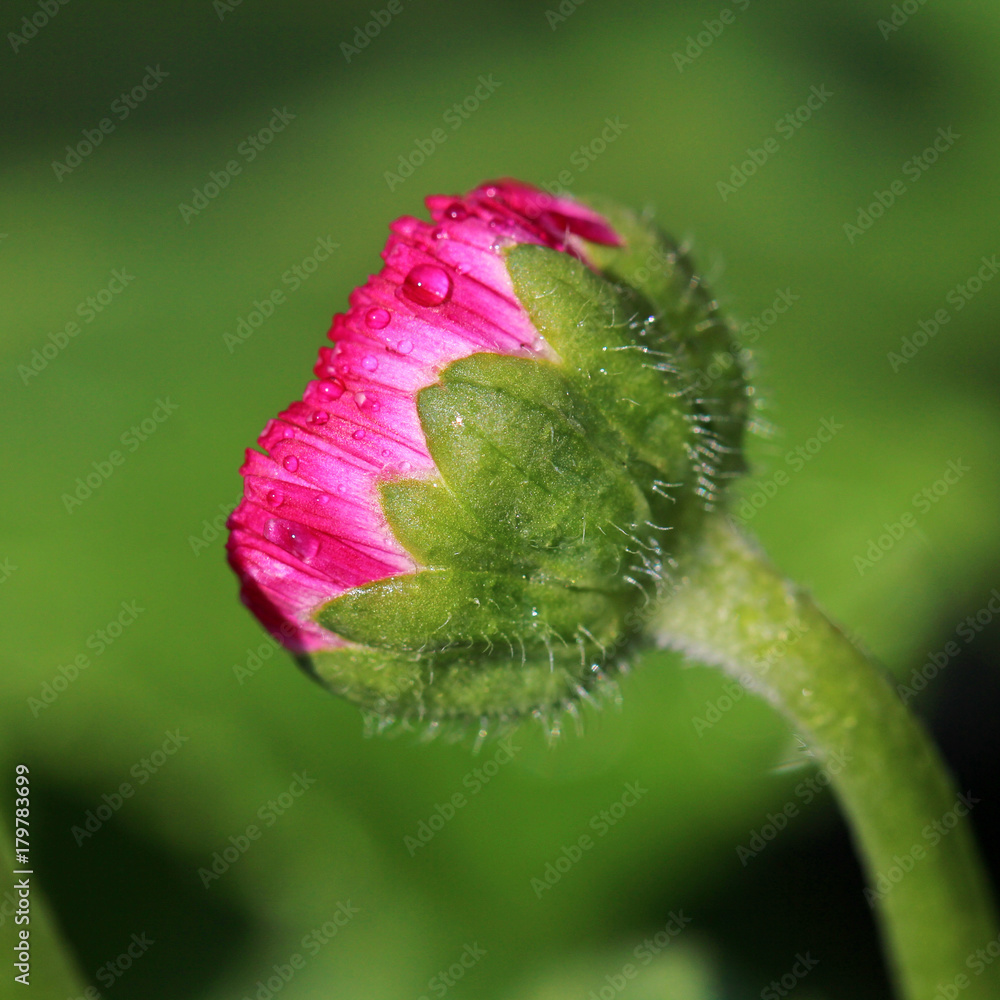 Pink Bellis flower