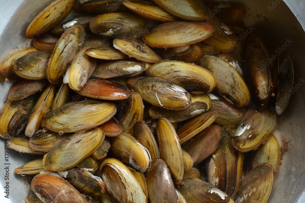 the clams from fresh water full of nutrition the clams from fresh water full of nutrition