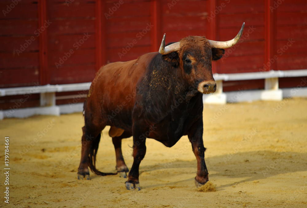 bull bull