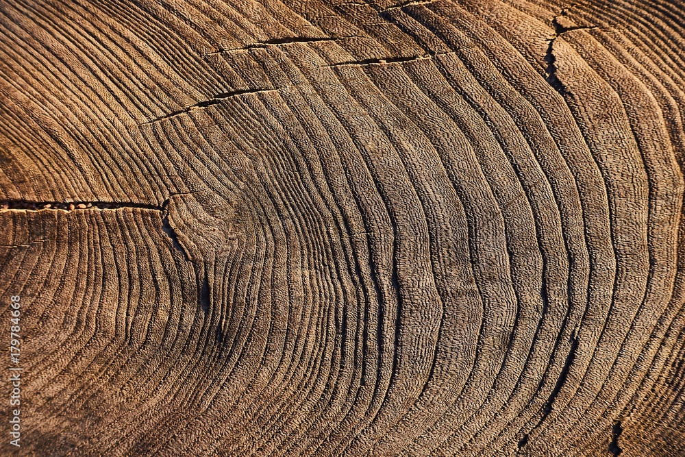 Naklejka premium Tree trunk texture