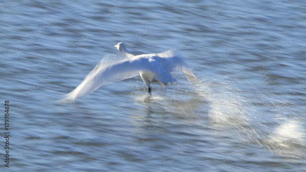 助走する白鳥(16:9) Swan take off 助走する白鳥(16:9) Swan take off