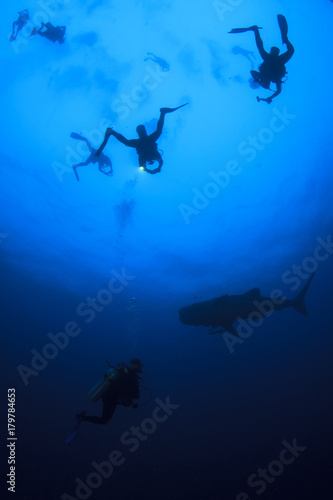 Scuba Diving with Whale Shark