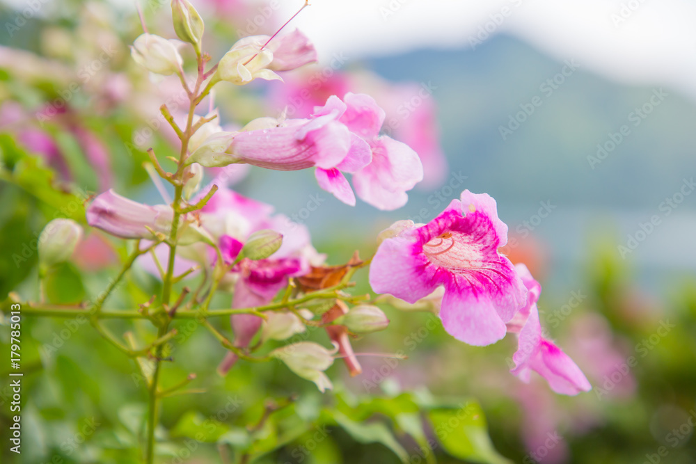 Pink trumpet vine with drop water after the rain,Nature Background.