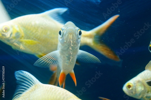 Double line crucian carp swimming in the aquarium pool, interesting and beautiful