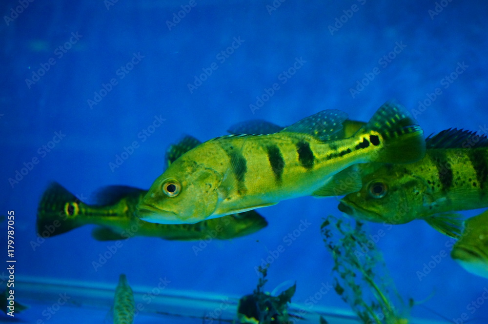 Fototapeta premium Brazil Ya fish and duck crocodile together in the pool, live together in peace together