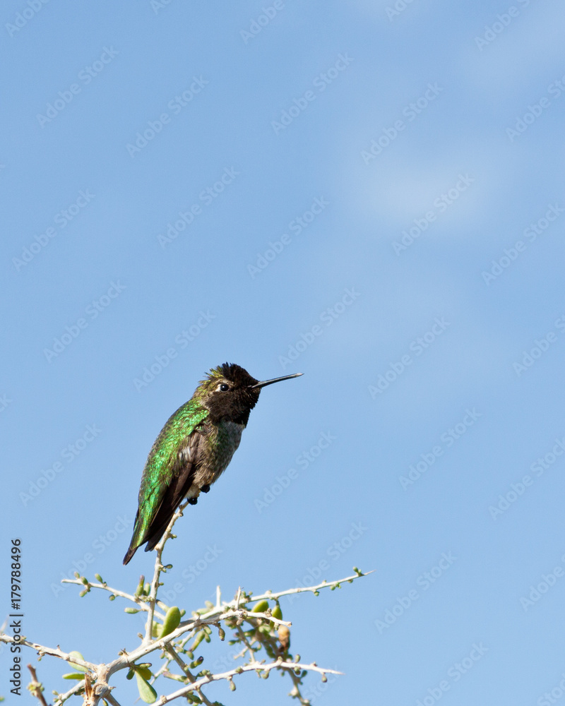 Fototapeta premium Hummingbird perched on top of a branch in profile on a bright sunny day with a single cloud