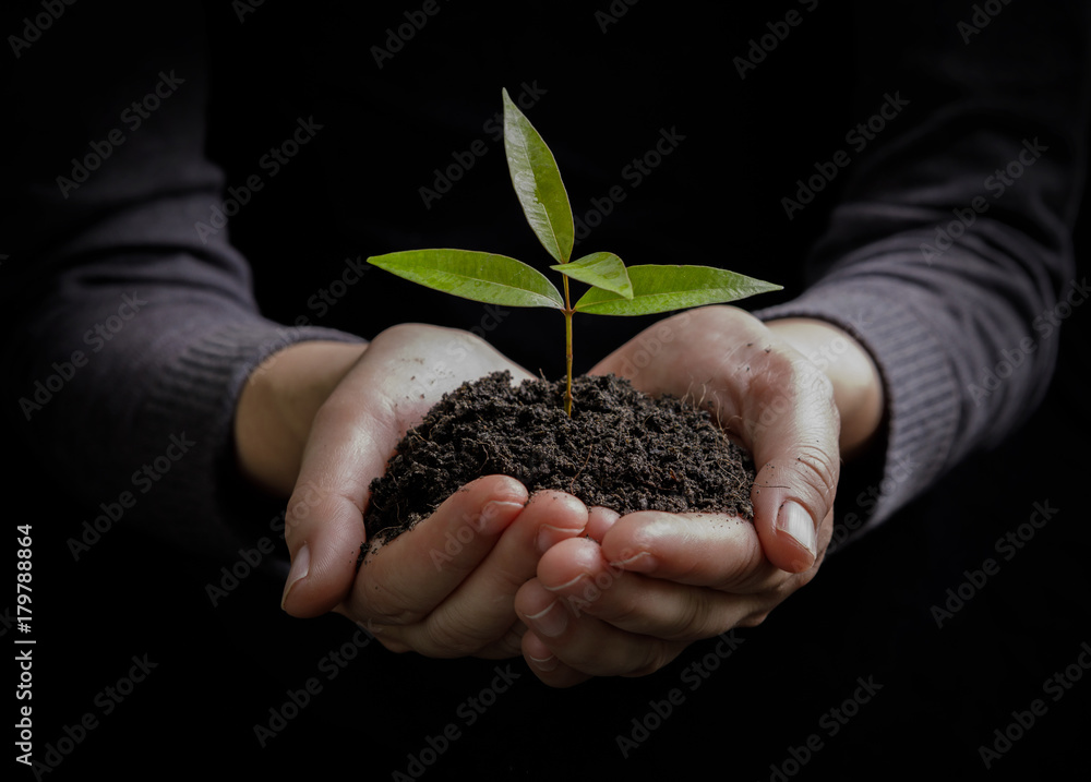 Two hands holding and caring a young green plant / planting tree / growing a tree / love nature / save the world Two hands holding and caring a young green plant / planting tree / growing a tree / love nature / save the world