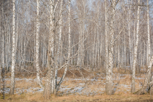 Wallpaper Mural Birches fall. Birch background. Texture of a birch. Torontodigital.ca