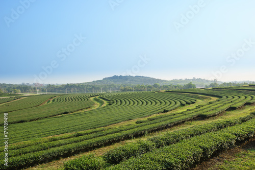 Fototapeta Naklejka Na Ścianę i Meble -  Green tea farm with blue sky background