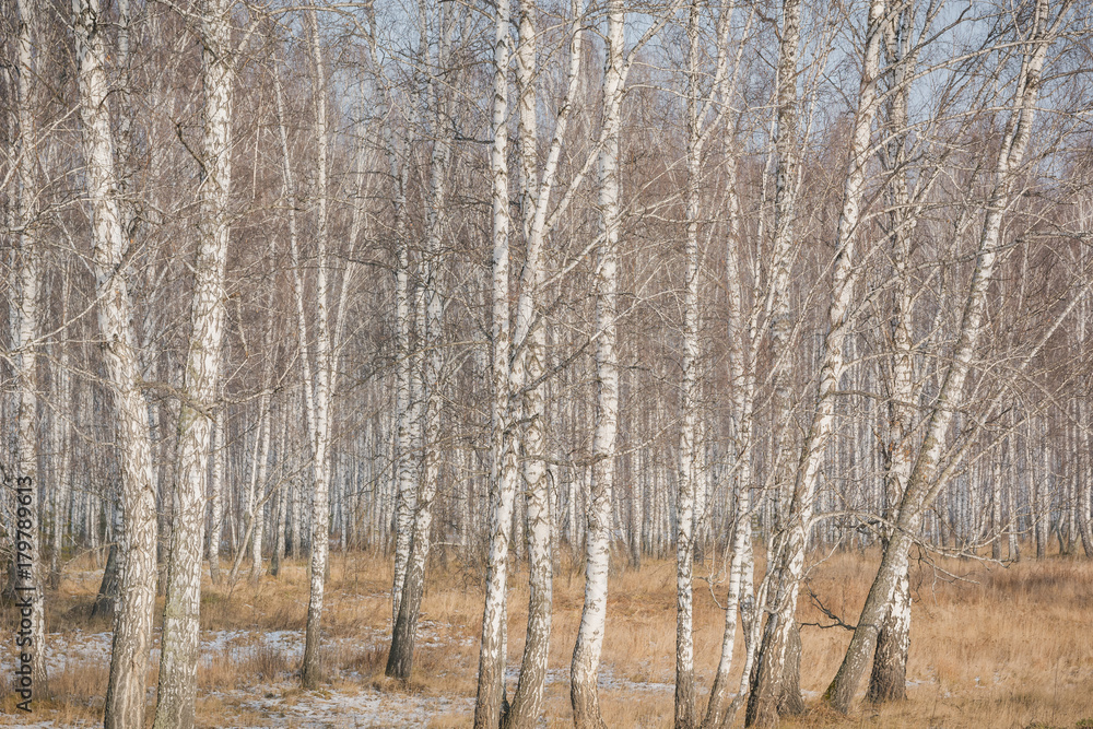 Fototapeta premium Birches fall. Birch background. Texture of a birch.