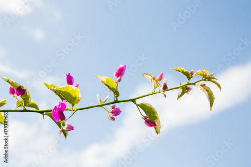 Bougainvillea on sky background
