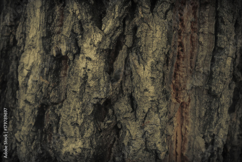 Vintage grunge wood bark texture background
