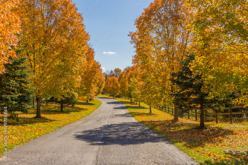 Tree lined road in fall