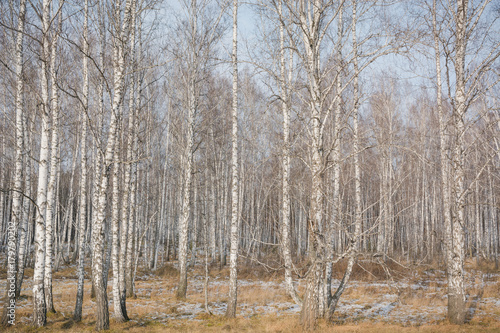 Wallpaper Mural Birches fall. Birch background. Texture of a birch. Torontodigital.ca