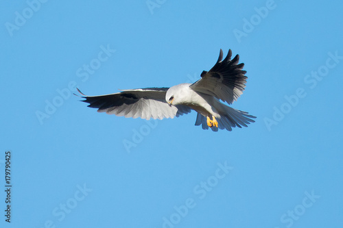   Very close view of a white-tailed kite about to strike, seen in the wild in North California   © ranchorunner