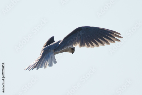  Very close view of a white-tailed kite about to strike, seen in the wild in North California 