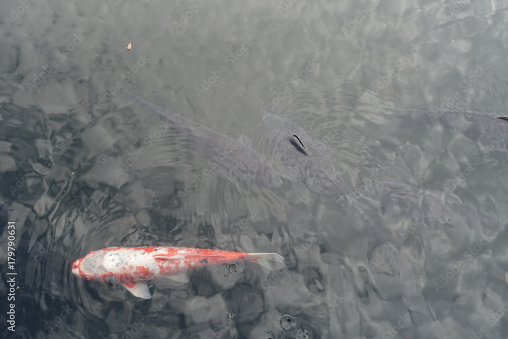 Fotografia coy fish