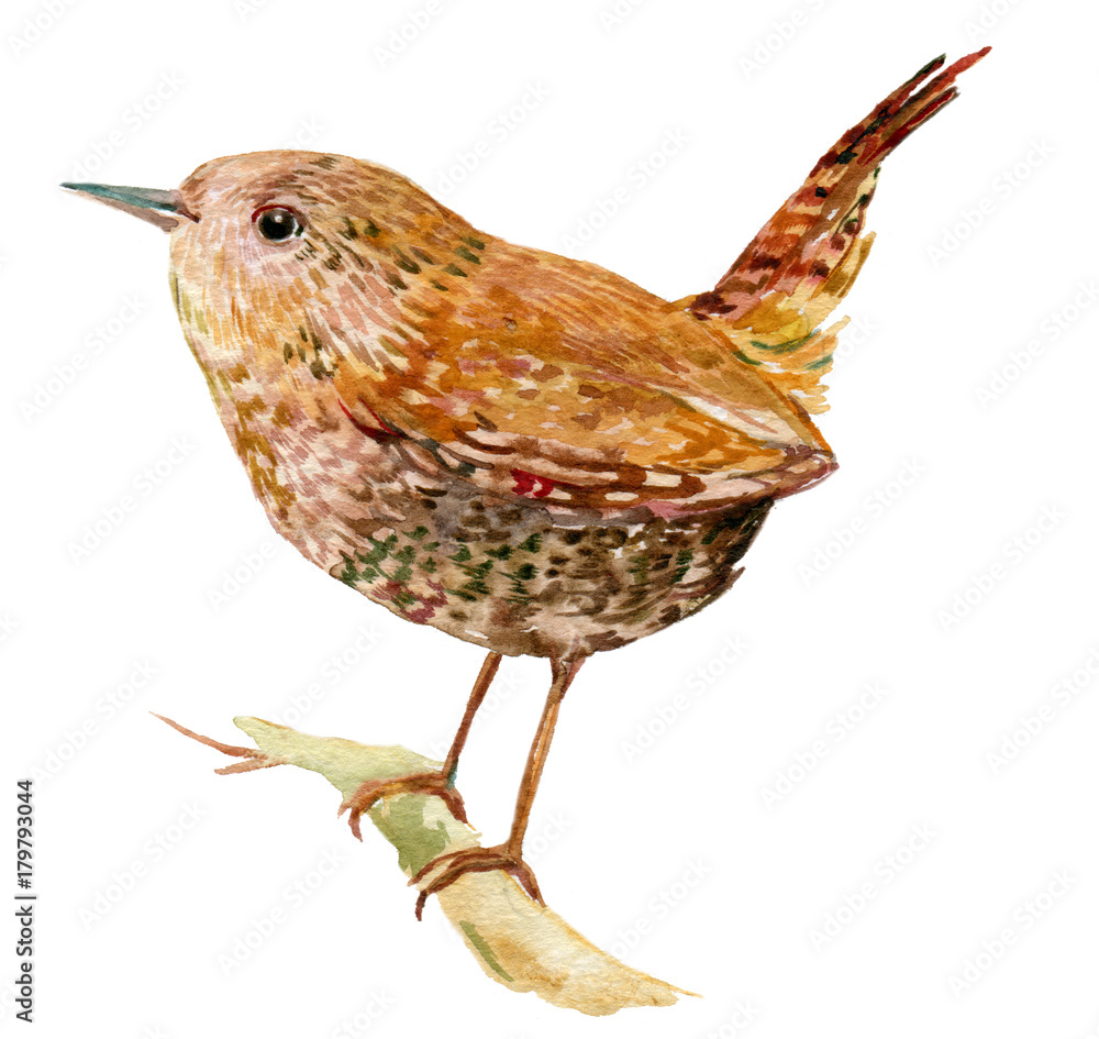 Φωτογραφία Wren bird illustration watercolor