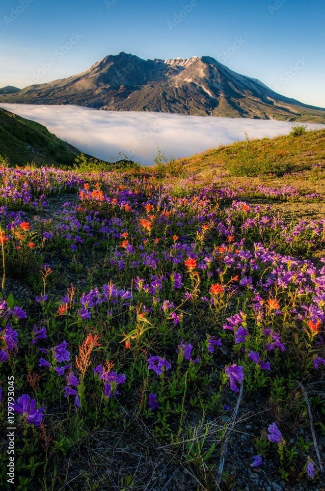 Fototapeta premium Mount St Helens at sunrise
