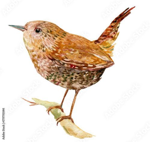 Photo Wren bird illustration watercolor
