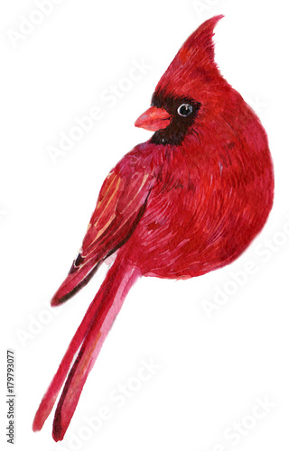 red cardinal bird illustration watercolor