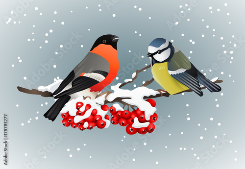 Bullfinch and titmouse sitting on snow-covered branch of mountain ash winter nature vector illustrations