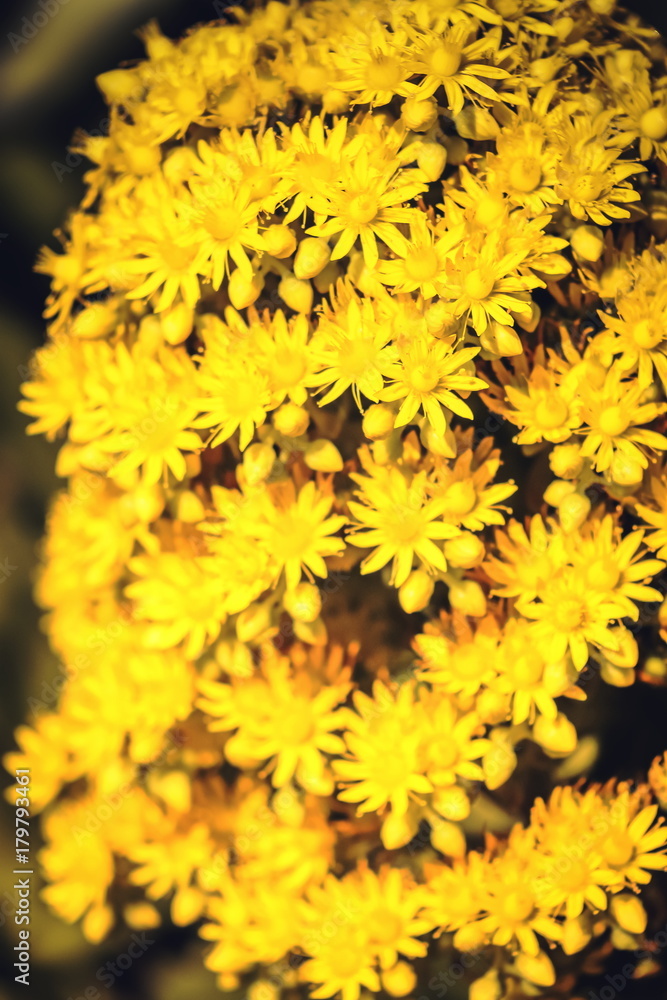 Close up image of bright yellow Aeonium undulatum flowers. Aeonium undulatum is a succulent, evergreen flowering plant in the family Crassulaceae. Close up image of bright yellow Aeonium undulatum flowers. Aeonium undulatum is a succulent, evergreen flowering plant in the family Crassulaceae.
