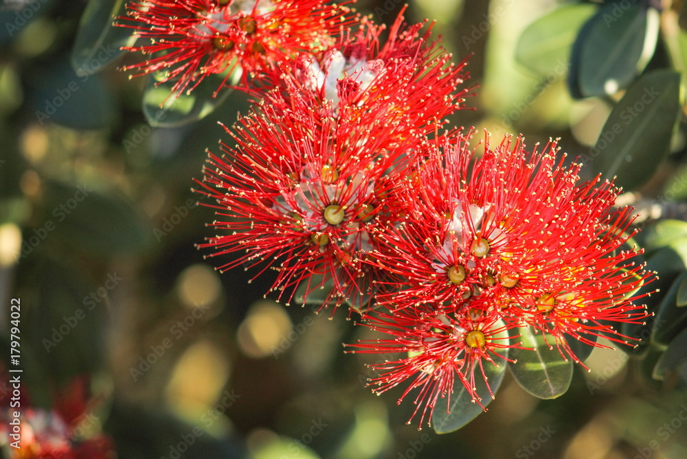 Close up image of Red Pohutukawa Flowers (Metrosideros excelsa) the New Zealand Christmas Tree. Close up image of Red Pohutukawa Flowers (Metrosideros excelsa) the New Zealand Christmas Tree.