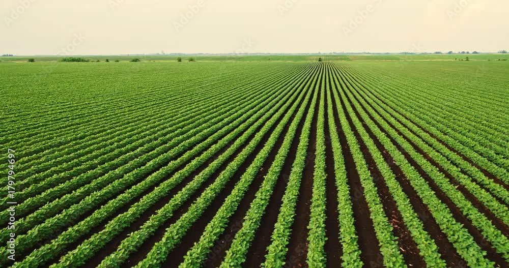An aerial shot of soybean field ripening at spring season, agricultural landscape An aerial shot of soybean field ripening at spring season, agricultural landscape