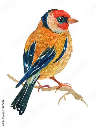goldfinch bird.illustration watercolor © mitrushova