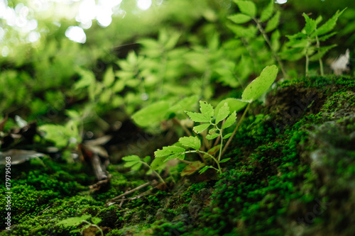 closeup small green plants growing on the rock with a natural around them are background. image for nature, tree, forest, garden concept