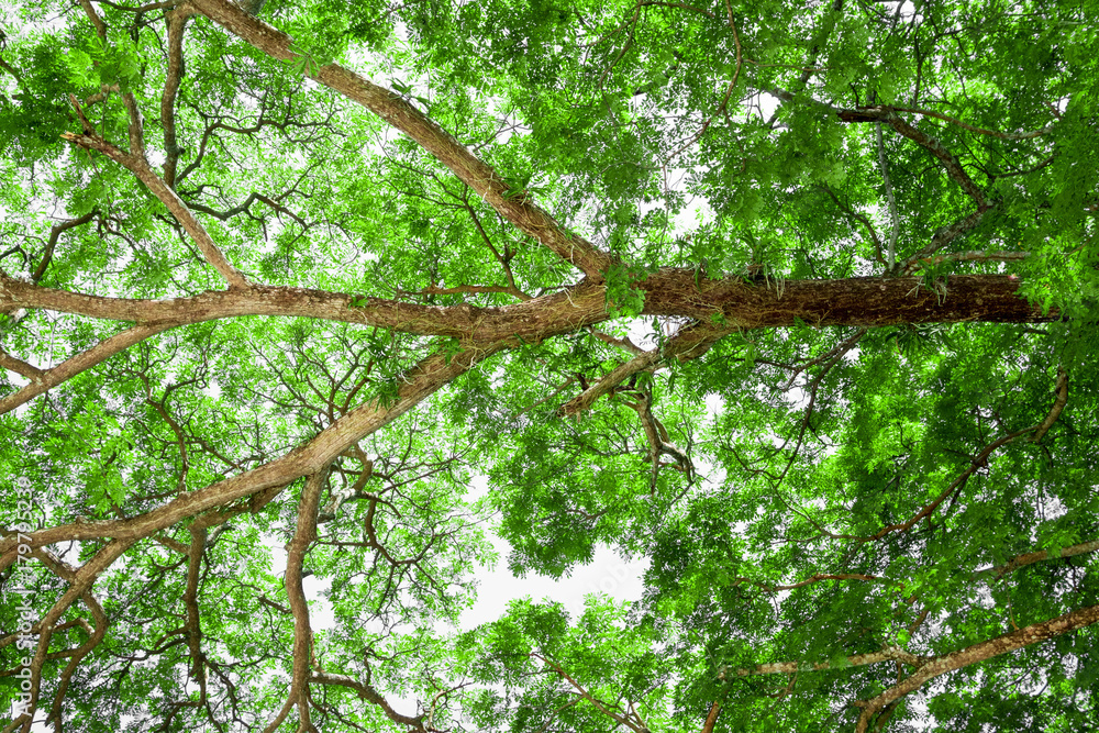 Fototapeta premium Branches of big tree, old tree with green spring leaves. Refreshing and oxygen