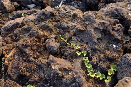 Green plant on Volcanic Rock