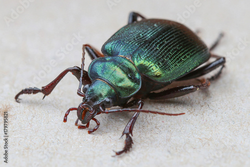 Caterpillar hunter beetle (Calosoma sycophanta) is a large ground beetle with metallic green elytra